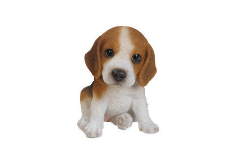 Sitting Beagle Puppy