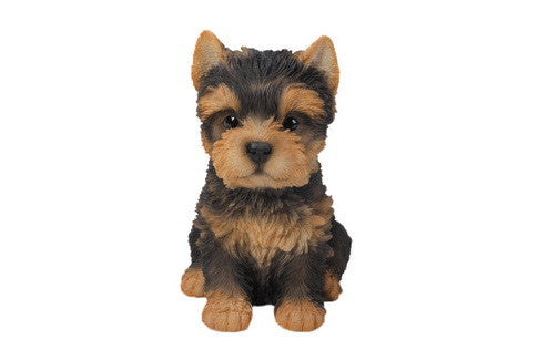 Sitting Yorkshire Terrier Puppy