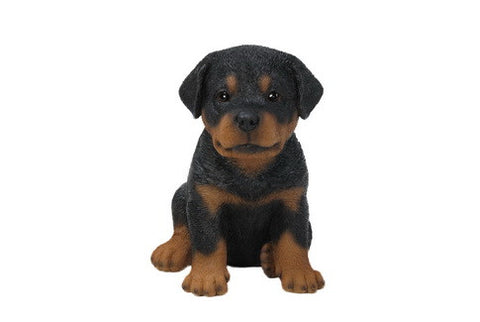 Sitting Rottweiler Puppy