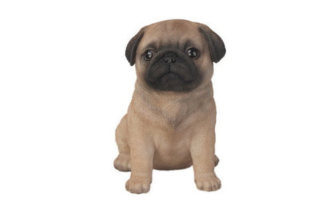 Sitting Pug Puppy