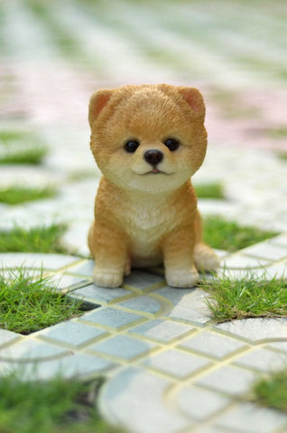Sitting Pomeranian Puppy