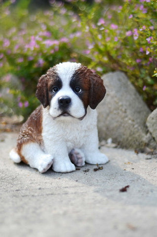 Sitting Saint Bernard Puppy