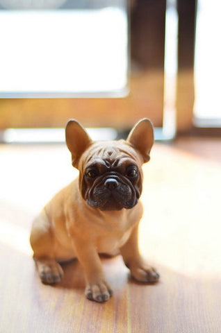 Sitting French Bulldog Puppy