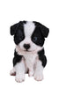 Sititng Border Collie Puppy