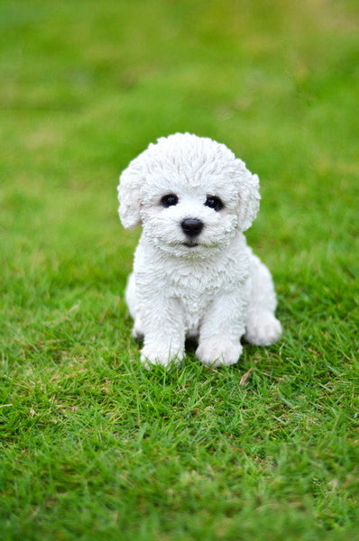 Sitting Bichon Frise Puppy