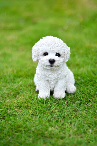 Sitting Bichon Frise Puppy