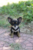 Black and Brown Chihuahua Puppy Statue