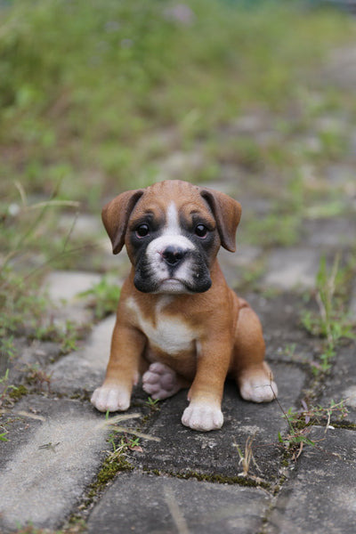 Boxer Puppy Statue