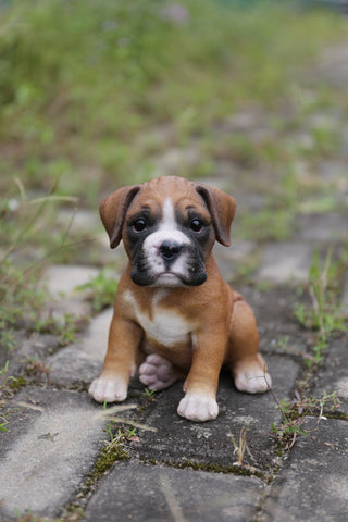 Boxer Puppy Statue