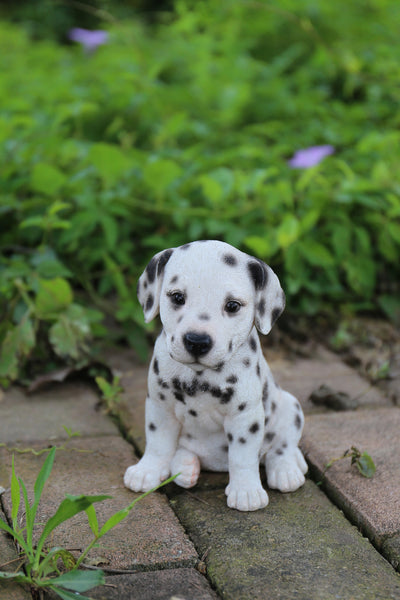 Dalmatian Puppy