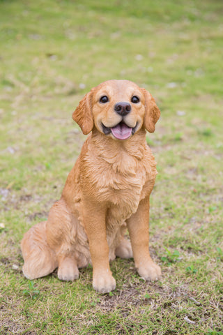 Sitting Golden Retriever