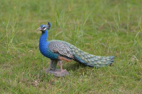 Peacock Statue - Small