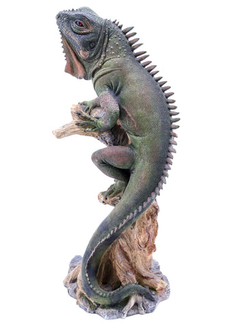 GREEN IGUANA