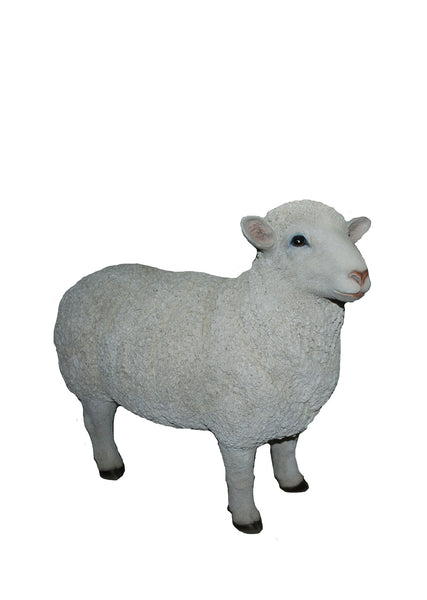 EWE STANDING