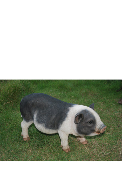 POT BELLIED PIG STANDING